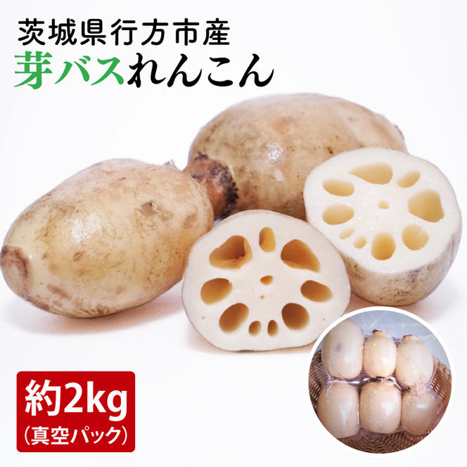 【真空パック】【洗い】【柔らかい】「横瀬農園の芽バスれんこん」 約２kg（400〜500ｇ×4〜5袋）/ 農家直送 レンコン れんこん 茨城県産 野菜 根菜 行方市産  新鮮 栄養豊富 生産量 日本一(HB-6)