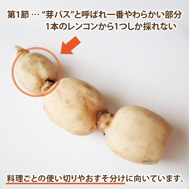 【真空パック】【洗い】【柔らかい】「横瀬農園の芽バスれんこん」 約２kg（400〜500ｇ×4〜5袋）/ 農家直送 レンコン れんこん 茨城県産 野菜 根菜 行方市産  新鮮 栄養豊富 生産量 日本一(HB-6)