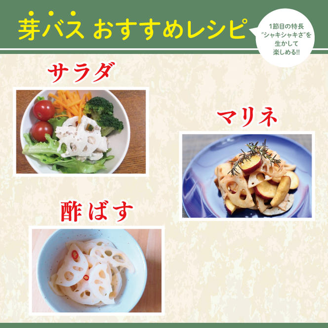 【真空パック】【洗い】【柔らかい】「横瀬農園の芽バスれんこん」 約２kg（400〜500ｇ×4〜5袋）/ 農家直送 レンコン れんこん 茨城県産 野菜 根菜 行方市産  新鮮 栄養豊富 生産量 日本一(HB-6)