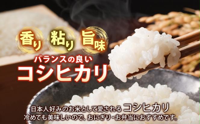 茨城県産 こしひかり 精米 5kg コシヒカリ 茨城県 お米 白米 米 コメ rice ごはん ご飯 おにぎり ブランド米 人気 国産 常備 産地直送 お取り寄せ 送料無料 結城市