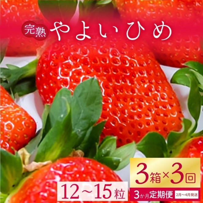 【2025年1月より順次発送】【3ヶ月定期便】甘～い！いちご　やよいひめ　12粒～15粒入り　3箱×3回(V-1)