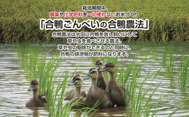 定期便 年4回 3か月毎 魚沼産 コシヒカリ 5kg あいがも農法 有機栽培米 玄米 米 お米  ご飯 胚芽 合鴨 ごんべい こしひかり 特A 人気 安全 お取り寄せ 送料無料 新潟県 十日町市 