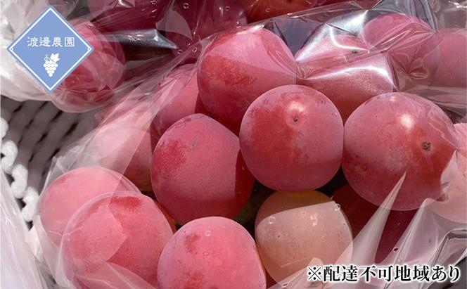 ぶどう 【2025年 先行予約】 クイーンニーナ 2房 合計約1kg/ 種無し ブドウ 葡萄 岡山県産 フルーツ 果物 渡邊農園