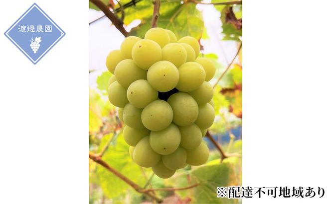 ぶどう 【2025年 先行予約】 シャインマスカット 2房 合計約1kg/ 種無し ブドウ 葡萄 岡山県産 国産 フルーツ 果物 渡邊農園