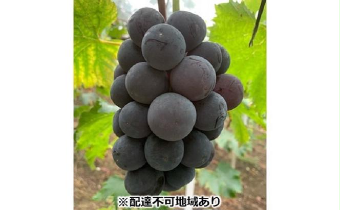 ぶどう 【2025年 先行予約】 種なし完熟 ニューピオーネ 2房 合計約1kg/ ブドウ 葡萄 岡山県産 国産 フルーツ 果物 渡邊農園
