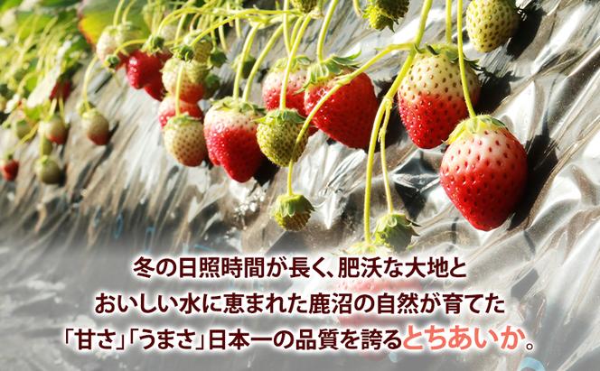 いちご市 鹿沼の 美味しい 「い」「ち」「ご」 とちあいか 15粒入り260g 2パック 【発送予定】1月11日～1月31日 いちご イチゴ 苺 フルーツ 果物 甘い うまい 日本一 品質 ビタミンC 果実 贈答用 鹿沼市 かぬま