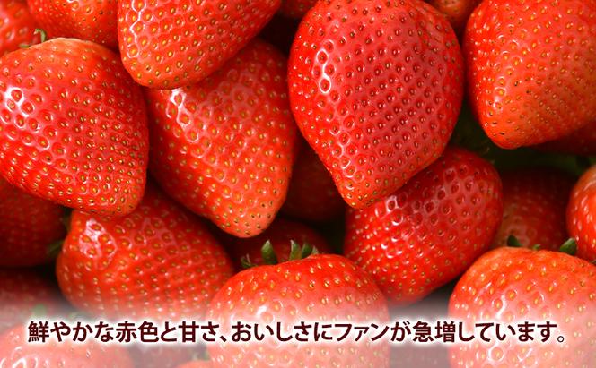 【 定期便 】 いちご市 鹿沼の 美味しい 「い」「ち」「ご」 とちあいか 15粒入り260g 4パック 2ヶ月連続発送 全2回 お届け いちご イチゴ 苺 フルーツ 果物 甘い うまい 日本一 ビタミンC 贈答用 鹿沼市 かぬま