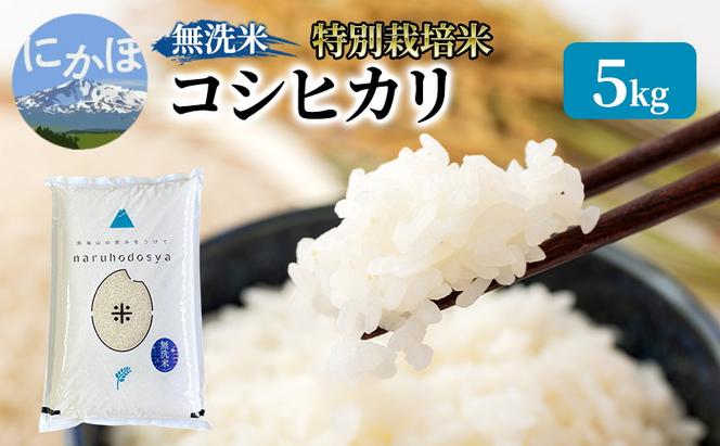 米 無洗米 令和6年産 特別栽培米コシヒカリ5kg×1 お米