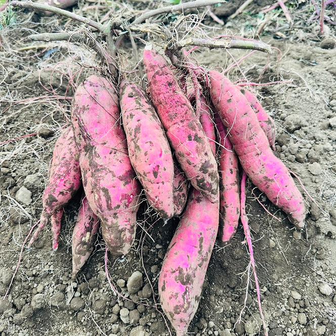 【先行予約】紅はるか 干し芋【干されちゃいました】100g×2袋（AS005）