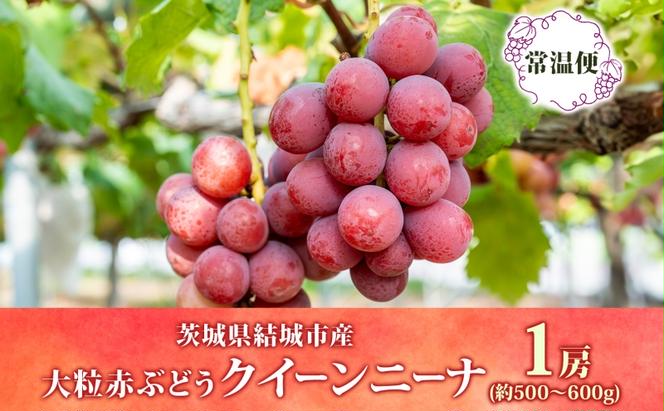 クイーンニーナ 1房 約500～600g 葡萄 ブドウ ぶどう 赤ぶどう 大粒 種なし 甘い フルーツ 果物 産地直送 新鮮 ジューシー お取り寄せ ギフト 国産 埼玉県結城市