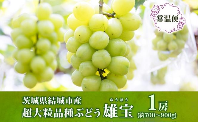 雄宝 1房 約700～900g 葡萄 ブドウ ぶどう 大粒 種なし 皮ごと 甘い フルーツ 果物 産地直送 新鮮 ジューシー お取り寄せ ギフト 国産 季節限定 茨城県 結城市