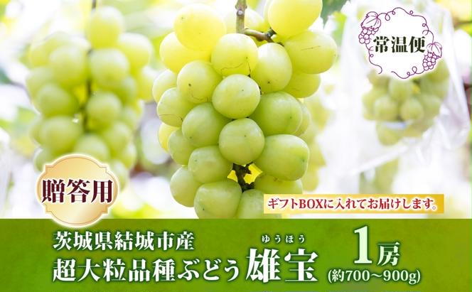 贈答用 雄宝 1房 約700～900g 葡萄 ブドウ ぶどう 大粒 種なし 甘い フルーツ 果物 産地直送 新鮮 お取り寄せ ギフト 国産 季節限定 茨城県 結城市