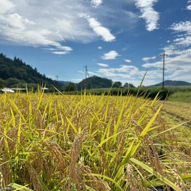 つやつや光る 新米コシヒカリ 11kg 令和6年度 茨城県大子町産（CL002）