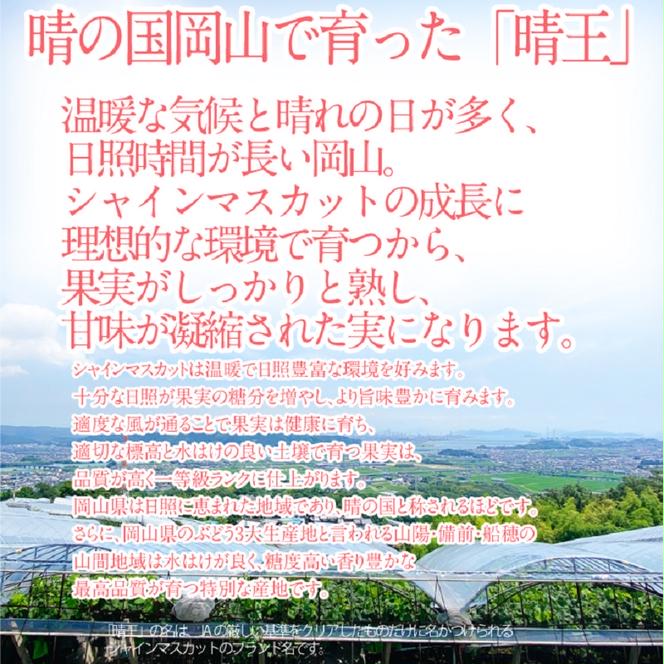 2025年 予約受付中【2回定期便】 シャインマスカット 晴王 1房約620g 7月～8月出荷/ 岡山県産 種無し 皮ごと食べる みずみずしい フレッシュ 晴れの国　  おかやま 果物大国 彩美菜果