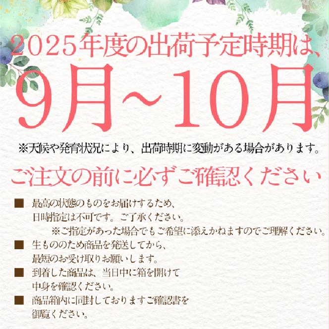 【2025年 予約受付中】 シャインマスカット 晴王 1房約720g 9月～10月出荷/ 岡山県産 種無し 皮ごと食べる みずみずしい フレッシュ 晴れの国 おかやま　 果物大国 彩美菜果