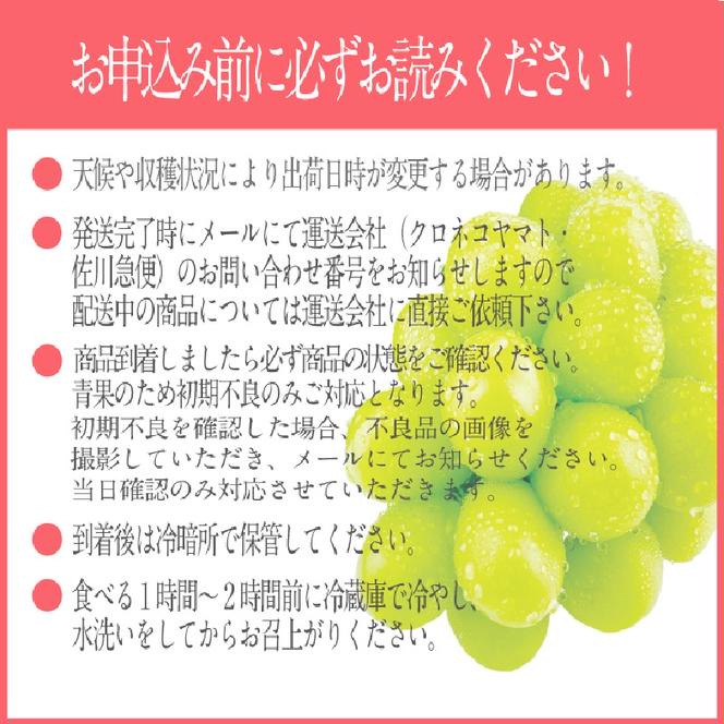 【2025年 予約受付中】 シャインマスカット 晴王 2房約1.15kg 9月～10月出荷/ 岡山県産 種無し 皮ごと食べる みずみずしい フレッシュ 晴れの国 おかやま 果物大国 彩美菜果