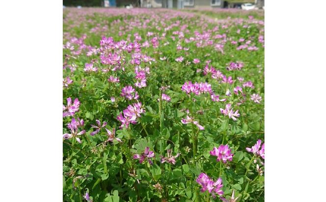 特別栽培れんげ米 日進市産 あいちのかおり 3kg × 1袋 米 白米 精米 特別栽培米 コメ お米 おこめ 愛知 愛知県 日進市