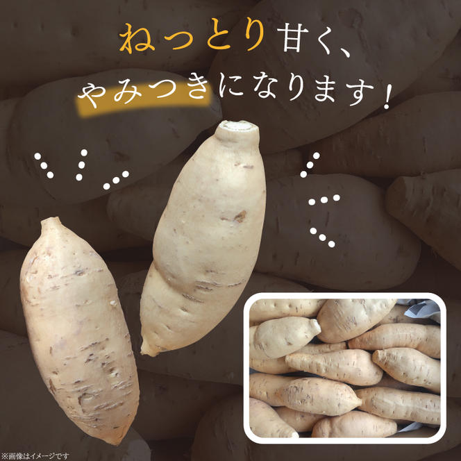 さつまいも きみまろこ 約10kg｜茨城県 行方市 ふるさと納税 芋 いも さつまいも サツマイモ さつま芋 お芋 おいも きみまろこ 10kg 20000円以下 2万円以下 渋谷農園 さつまいも博(BZ-45)