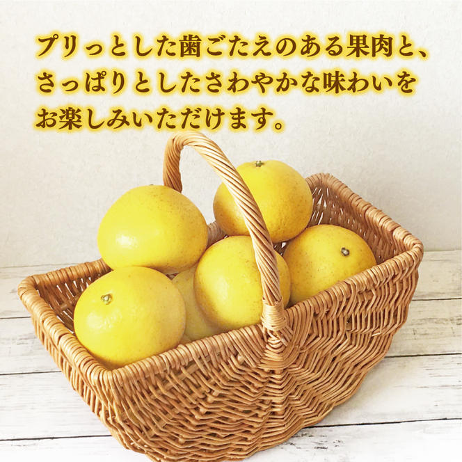 先行予約 文旦 5kg （ Lサイズ 以上 ） 10000円 ぶんたん みかん mikan 蜜柑 ミカン 産地直送 国産 農家直送 糖度 期間限定 数量限定 特産品 ギフト プレゼント ゼリー ジュース アイス 人気 限定 甘い 果実 果肉 フルーツ 果物 柑橘 先行 事前 予約 受付 ビタミン 健康 美味しい おいしい ジューシー サイズ ミックス あいなんマザーズ 愛南町 愛媛県