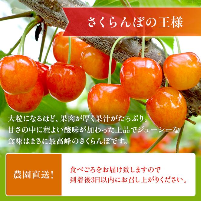 さくらんぼ 先行予約 農園厳選 佐藤錦 サクランボ Lサイズ以上 300g 品質：ギフト向け フルーツ チェリー 果物 ギフト 北海道 仁木町 仁木