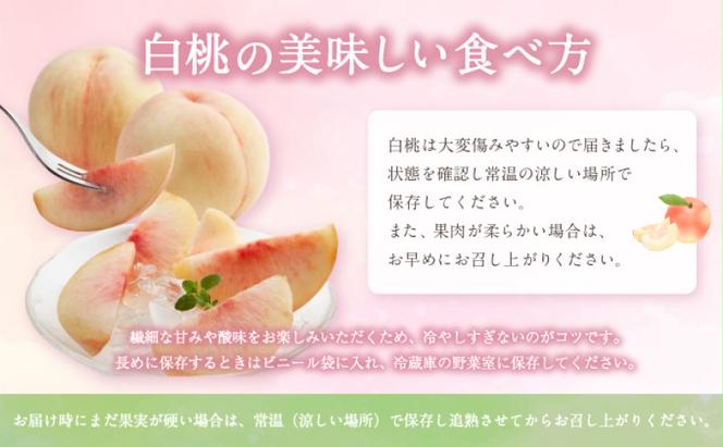 桃 【2025年 先行予約】 晴れの国 おかやま の 白桃 2kg(5玉～7玉) もも モモ 岡山県産 国産 フルーツ 果物 ギフト