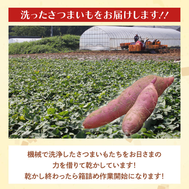 【2025年1月上旬より順次発送】茨城県産 紅はるか 訳あり サイズミックス　約5kg｜訳あり わけあり 訳アリ さつまいも サツマイモ さつま芋 紅はるか べにはるか 芋 いも 茨城県産 行方市(FU-1)