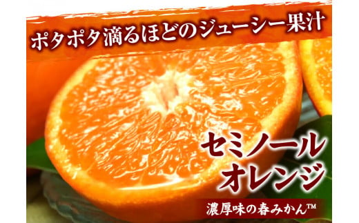 V7418_セミノール オレンジ 約2.8kg 和歌山県有田産 春みかん (果実サイズおまかせ) 春柑橘 紀伊国屋文左衛門本舗