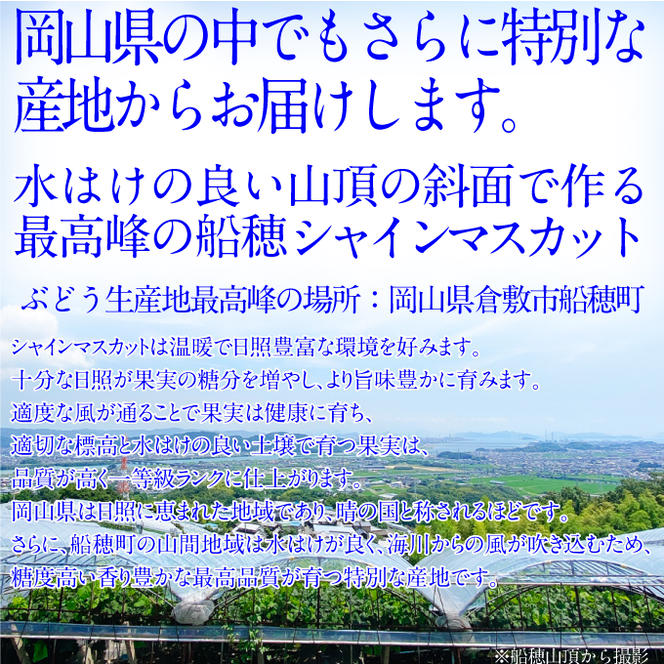 2025年予約受付中【2回定期便】 プレミアムシャインマスカット晴王 2房約1.4kg 人気 岡山県産 赤秀品 種無し 皮ごと食べる みずみずしい 9月・10月にお届け ハレノフルーツ