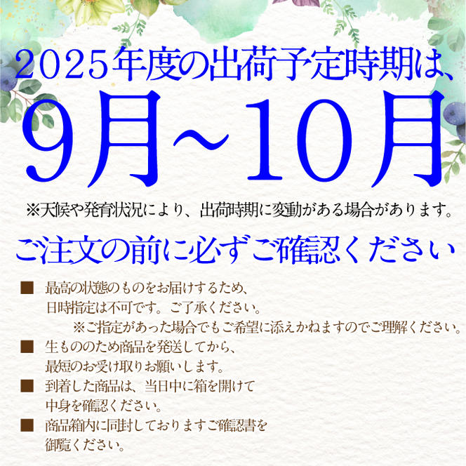 2025年予約受付中【2回定期便】 プレミアムシャインマスカット晴王 2房約1.4kg 人気 岡山県産 赤秀品 種無し 皮ごと食べる みずみずしい 9月・10月にお届け ハレノフルーツ