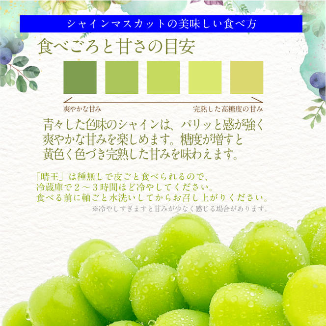 2025年予約受付中【2回定期便】 プレミアムシャインマスカット晴王 2房約1.4kg 人気 岡山県産 赤秀品 種無し 皮ごと食べる みずみずしい 9月・10月にお届け ハレノフルーツ