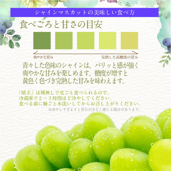 2025年予約受付中 シャインマスカット晴王2房 約1.2kg 7月～8月出荷 人気 岡山県産 種無し 皮ごと食べる みずみずしい フレッシュ 晴れの国 おかやま 果物大国 ハレノフルーツ