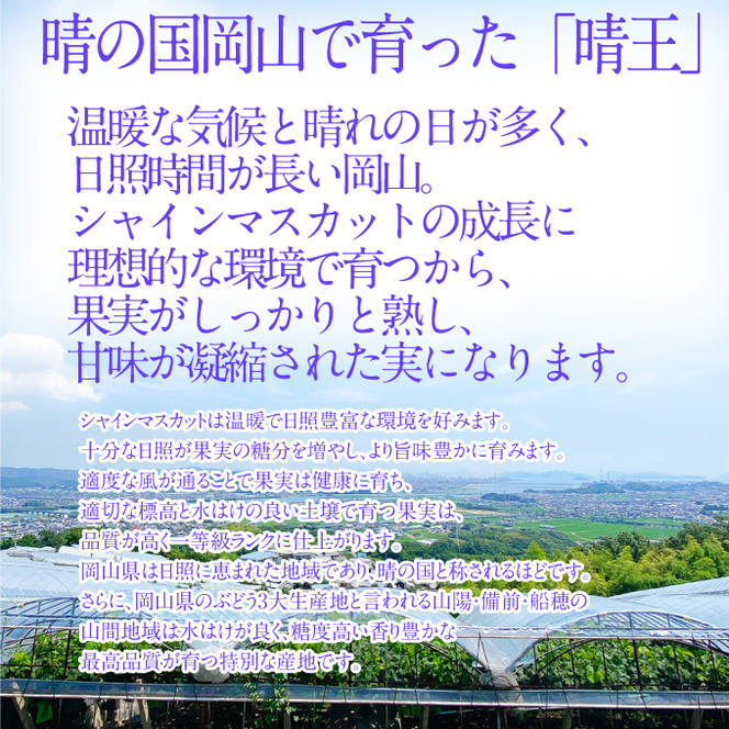 2025年予約受付中【2回定期便】 シャインマスカット晴王1房 約600g 7月8月に出荷 人気 岡山県産 種無し 皮ごと食べる みずみずしい フレッシュ 晴れの国 おかやま 果物大国 ハレノフルーツ