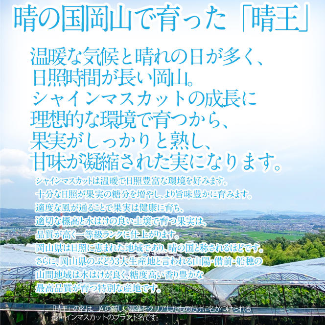 2025年 先行予約受付中 シャインマスカット晴王 2房 約1.4kg 岡山県産 種無し 皮ごと食べる みずみずしい 甘い フレッシュ 瀬戸内 晴れの国 おかやま 果物大国 ハレノフルーツ