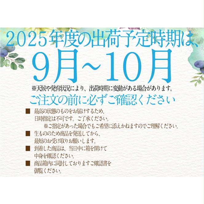 2025年 先行予約受付中 シャインマスカット晴王 2房 約1.4kg 岡山県産 種無し 皮ごと食べる みずみずしい 甘い フレッシュ 瀬戸内 晴れの国 おかやま 果物大国 ハレノフルーツ