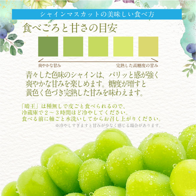 2025年 先行予約受付中 シャインマスカット晴王 1房 約550g 岡山県産 種無し 皮ごと食べる みずみずしい 甘い フレッシュ 瀬戸内 晴れの国 おかやま 果物大国 ハレノフルーツ