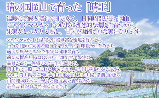 2025年予約受付中 シャインマスカット 晴王 7月～8月出荷 2房 約1.2kg  人気 岡山県産 種無し 皮ごと食べる みずみずしい  フレッシュ 晴れの国 おかやま 果物大国 ハレノフルーツ