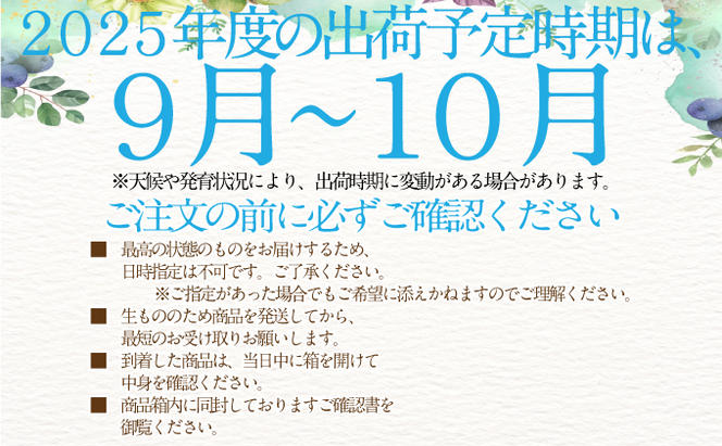 2025年 先行予約受付中 シャインマスカット晴王2房 約1.3kg 岡山県産 種無し 皮ごと食べる みずみずしい 甘い フレッシュ 瀬戸内 晴れの国 おかやま 果物大国 ハレノフルーツ