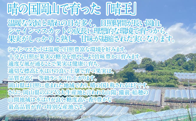 2025年 先行予約受付中 シャインマスカット晴王2房 約1.3kg 岡山県産 種無し 皮ごと食べる みずみずしい 甘い フレッシュ 瀬戸内 晴れの国 おかやま 果物大国 ハレノフルーツ