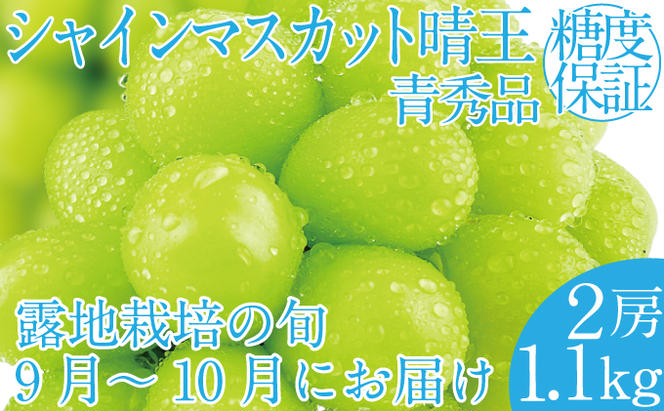 2025年 先行予約受付中 シャインマスカット晴王2房 約1.1kg 岡山県産 種無し 皮ごと食べる みずみずしい 甘い フレッシュ 瀬戸内 晴れの国 おかやま 果物大国 ハレノフルーツ