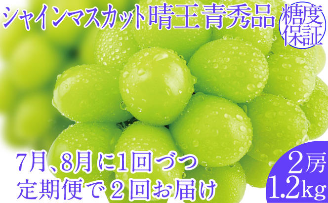 2025年予約受付中【2回定期便】シャインマスカット晴王 2房 約1.2kg 7月8月に出荷 人気 岡山県産 種無し 皮ごと食べる みずみずしい   おかやま 果物大国 ハレノフルーツ