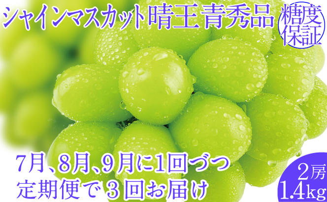 2025年予約受付中【3回定期便】シャインマスカット晴王 2房 約1.4kg 7月8月9月に出荷  人気 岡山県産 種無し 皮ごと食べる みずみずしい   ハレノフルーツ