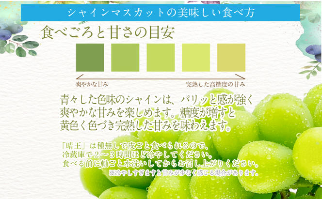 2025年 先行予約受付中【2回定期便】シャインマスカット晴王2房 約1.3kg 岡山県産 種無し 皮ごと食べる みずみずしい 甘い フレッシュ 瀬戸内 晴れの国 おかやま 果物大国 ハレノフルーツ