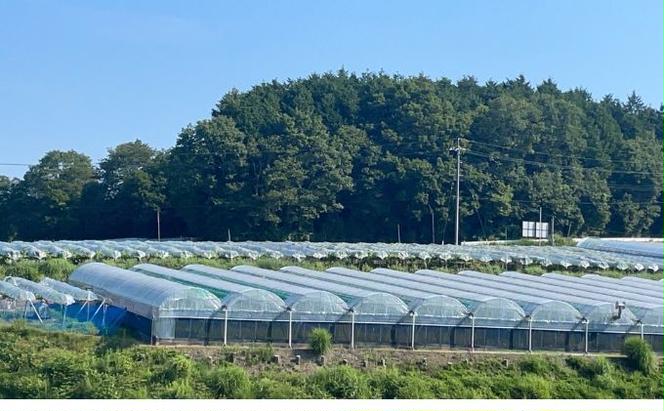 訳あり　クイーンニーナ　2房 合計1.0kg以上 産地直送 朝採れ ぶどう 葡萄 岡山 Kawahara Green Farm 岡山県産 2025