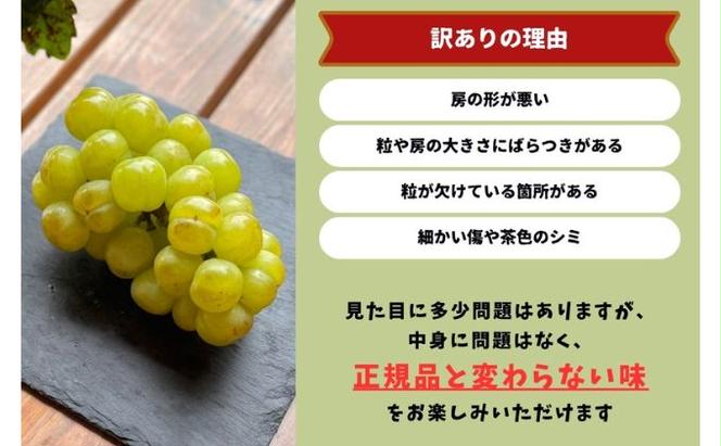 訳あり 瀬戸ジャイアンツ　2房 合計1.0kg以上 産地直送 朝採れ ぶどう 葡萄 岡山 Kawahara Green Farm 岡山県産 2025