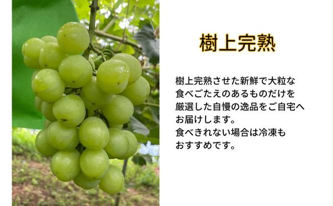 訳あり 瀬戸ジャイアンツ　2房 合計1.0kg以上 産地直送 朝採れ ぶどう 葡萄 岡山 Kawahara Green Farm 岡山県産 2025