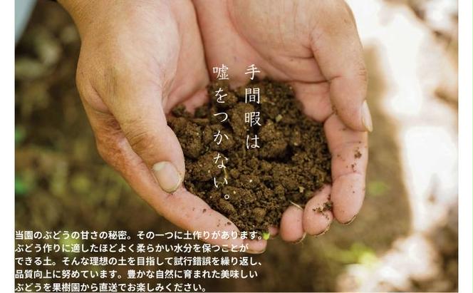 訳あり　クイーンニーナ　2房 合計1.0kg以上 産地直送 朝採れ ぶどう 葡萄 岡山 Kawahara Green Farm 岡山県産 2025