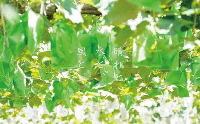 訳あり 瀬戸ジャイアンツ　2房 合計1.0kg以上 産地直送 朝採れ ぶどう 葡萄 岡山 Kawahara Green Farm 岡山県産 2025