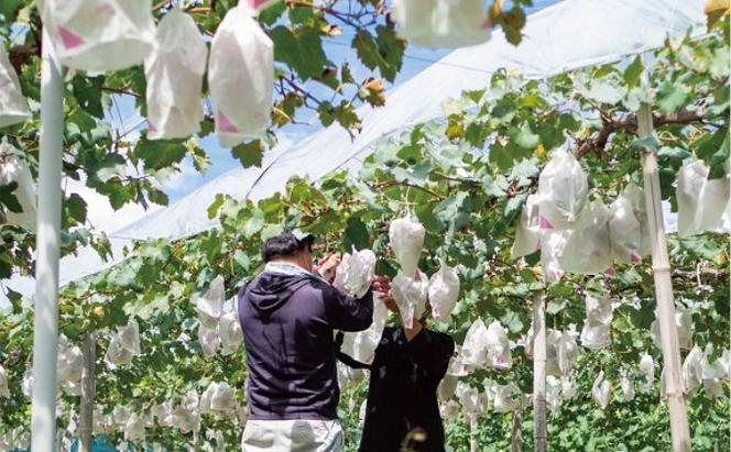 訳あり　クイーンニーナ　2房 合計1.0kg以上 産地直送 朝採れ ぶどう 葡萄 岡山 Kawahara Green Farm 岡山県産 2025