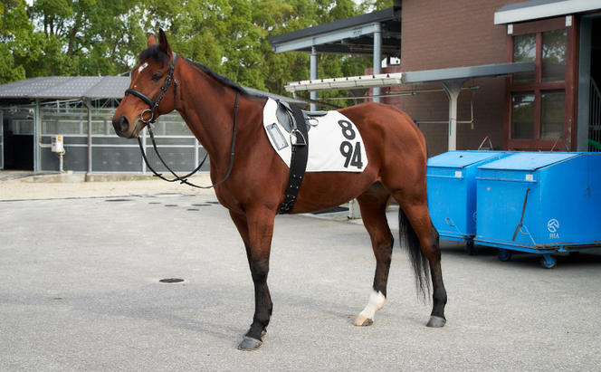 【JRA/日本中央競馬会】調教用ゼッケン1枚  栗東カラー【数量限定】