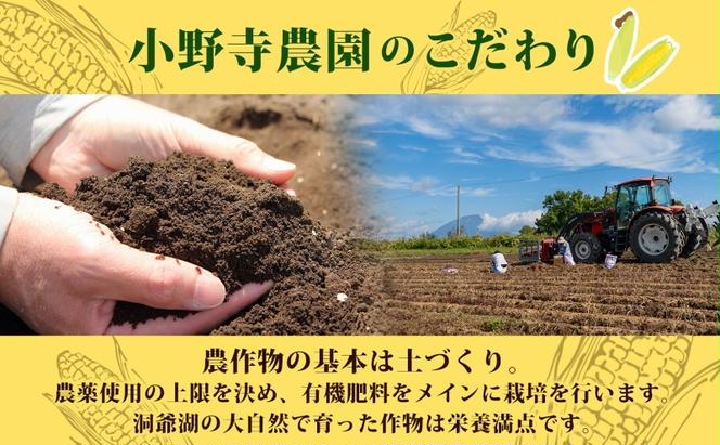 北海道 とうもろこし 恵味ゴールド 約10kg 22本入り 2025年8月11日～31日頃お届け トウモロコシ コーン 甘い 産地直送 BBQ とうきび 国産 人気 バーベキュー 焼きとうもろこし お取り寄せ 北海道産 洞爺湖町 